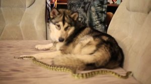 Собака и змея - страшное знакомство/ dog and snake, horrible aquaintance