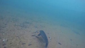 ОСЕТР - Подводная съемка | Дачный Пруд для осетра | почему осетр лучшая рыба для дачного пруда