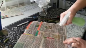 Размножение розы. Метод Буррито.