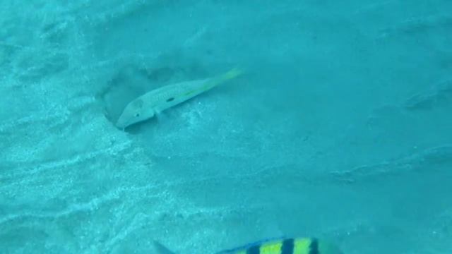 ПЕСКОРОЙКА   ABOU DABBAB DECEMBER 2009 RED SEA UNDERWATER IMGP1289.AVI смотреть онлайн