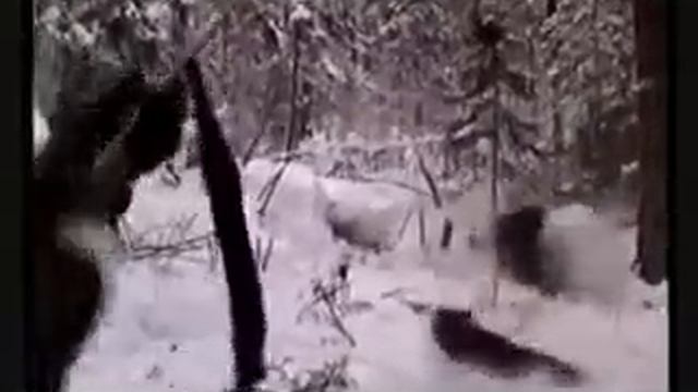 Охота на медведя поднятие с берлоги смотреть онлайн