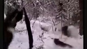 Охота на медведя поднятие с берлоги
