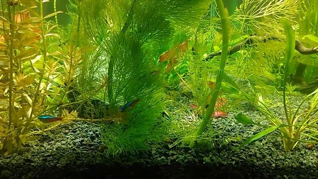 Нерест неонов в общем аквариуме смотреть онлайн