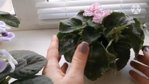 Полив фиалок зимой. Фиалки зимуют на подоконнике.