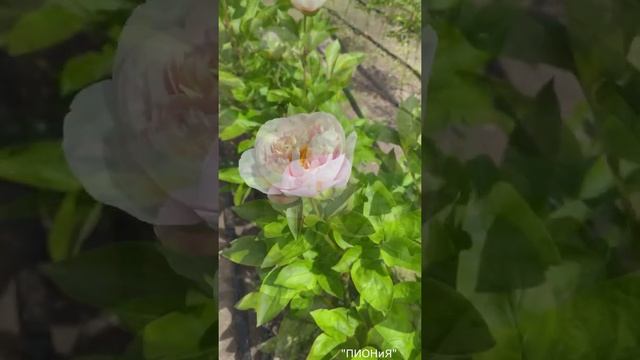 Blushing Princess| Peonies| Пион Блашинг Принцесс| Нежно-розовые пионы| Розовый пион| Пионы почтой