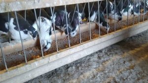 Голуби Галацкий роллер 2020 г. Измаил