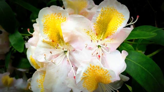 British Spring Blossoms - White Rhododendrons Blooming In Garden #rhododendron #flowers #gardening смотреть онлайн
