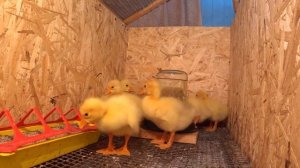 Весна время прибавления в хозяйстве😊 Новые питомцы 🦢 Не мучай ее😏 🐥🐤🐣Жизнь в своем доме на Куб
