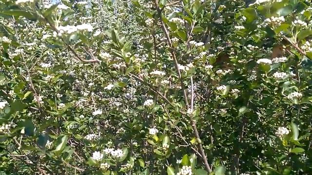 Цветёт ЧЕРНОПЛОДНАЯ РЯБИНА! смотреть онлайн