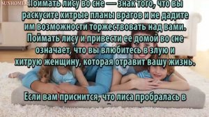К чему снится Лиса сонник, толкование сна