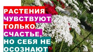 Больно ли растениям, когда у них собирают плоды? Does it hurt plants when their fruits are harvested