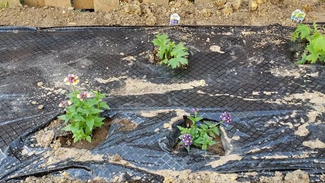 My First Cut Flower Garden - Backyard Flower Garden - Cut Flower Garden Tour смотреть онлайн