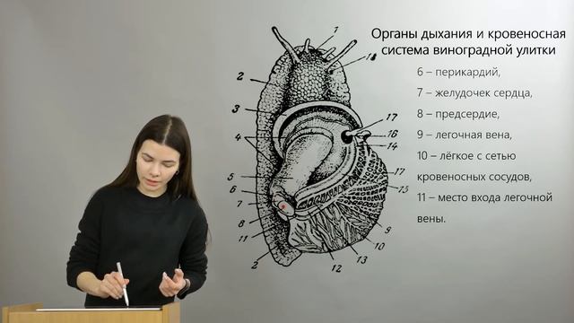 Зоология беспозвоночных. Моллюски — Брюхоногие