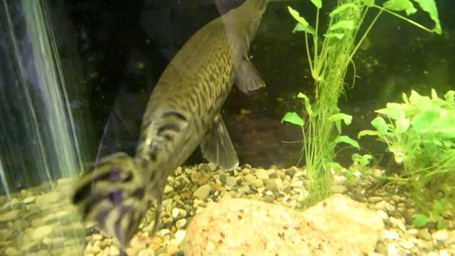 Аллигаторовая щука, Парк Птиц, 27.09.2015 смотреть онлайн