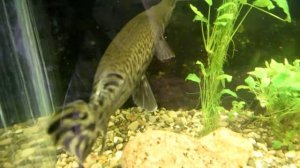 Аллигаторовая щука, Парк Птиц, 27.09.2015