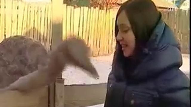 Страусиная ферма появилась в Свердловской области смотреть онлайн