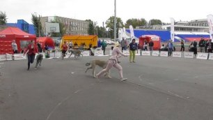 Ирландский волкодав, интернациональная выставка собак в Великом Новгороде ранга CACIB