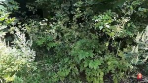 URBEX TRIP 3 часть: Невское, Лесистое (Нестеровский район) 8-9 августа 2020