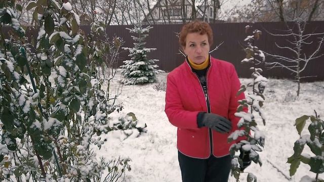 SOS – розы в снегу – что делать