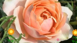 Роза кустовая Мария Натали. Краткий обзор, описание характеристик rosa Maria Natale