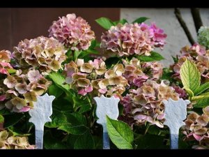 Гортензия садовая не частый гость на приусадебных участках