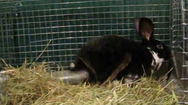 Кролики породы "Рекс", описание породы. смотреть онлайн