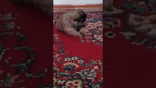 Пікінес смотреть онлайн