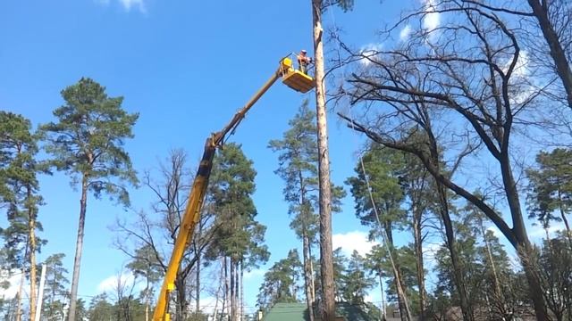 Как валят деревья. Как спилить дерево. Как спилить сосну / Tree toppling, topple a tree смотреть онлайн