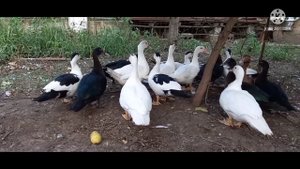 В продаже семья мускусных уток//плечистый окрас