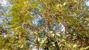 Зачем нужен огород?! оптимальный огород, сад, польза огорода.