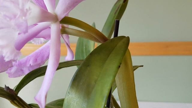 花朵硕大的卡特兰 Bc. Angel Lace смотреть онлайн