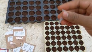 Sowing Winter Seeds 2021