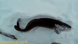 Есть новый рекорд !!!