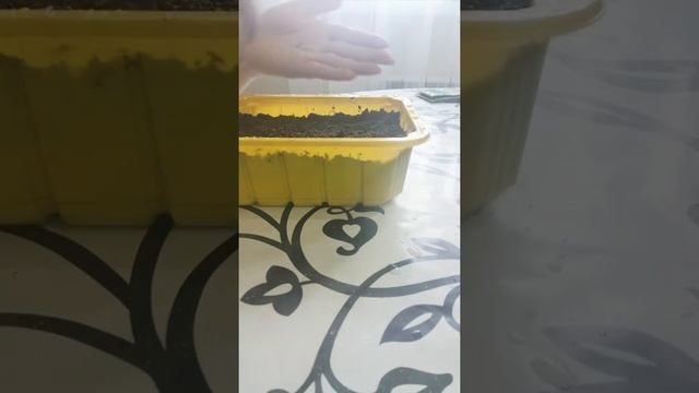 Посев Виолы или Анютины глазки. смотреть онлайн