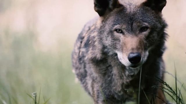 КРАСНЫЙ ВОЛК | ЖИВОТНЫЕ КРАСНОЙ КНИГИ | ПРИЧИНЫ ВЫМИРАНИЯ КРАСНОГО ВОЛКА смотреть онлайн