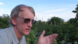 Вредители И Полезные Насекомые На Даче: На Горохе, Сборы Энтомолога около Киева, Украина