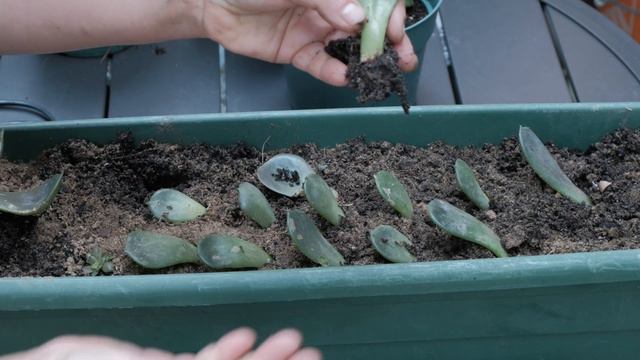 How To Propagate Succulents From Leaves In Water Or Soil. смотреть онлайн