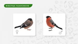 Особенности строения и процессов жизнедеятельности у растений, животных, бактерий и грибов