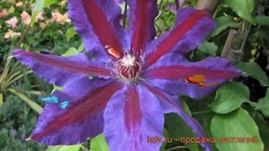 Клематис крупноцветковый Вайлдфаер (clematis) ? обзор: как сажать, рассада клематиса Вайлдфаер
