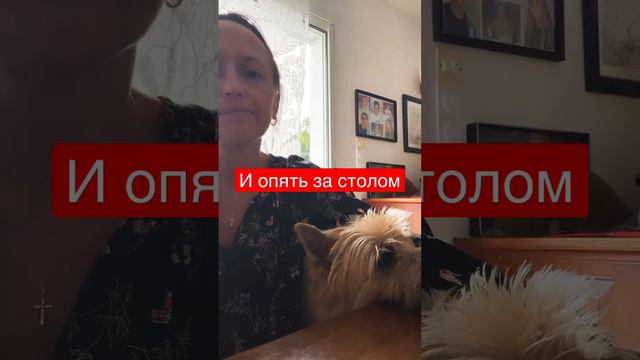 #франция #жизньвофранции #собакадругчеловека #собака
