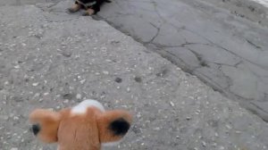 Щенок испугался плюшевой собаки