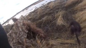 охота на гуся 2021г с нео 12. ТЫСЯЧНЫЙ НАЛЕТ ГУСЕЙ!