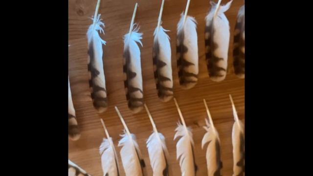 Моя коллекция перьев за июль / коллекция перьев в инстаграме ??/ Collection Of Feathers ??