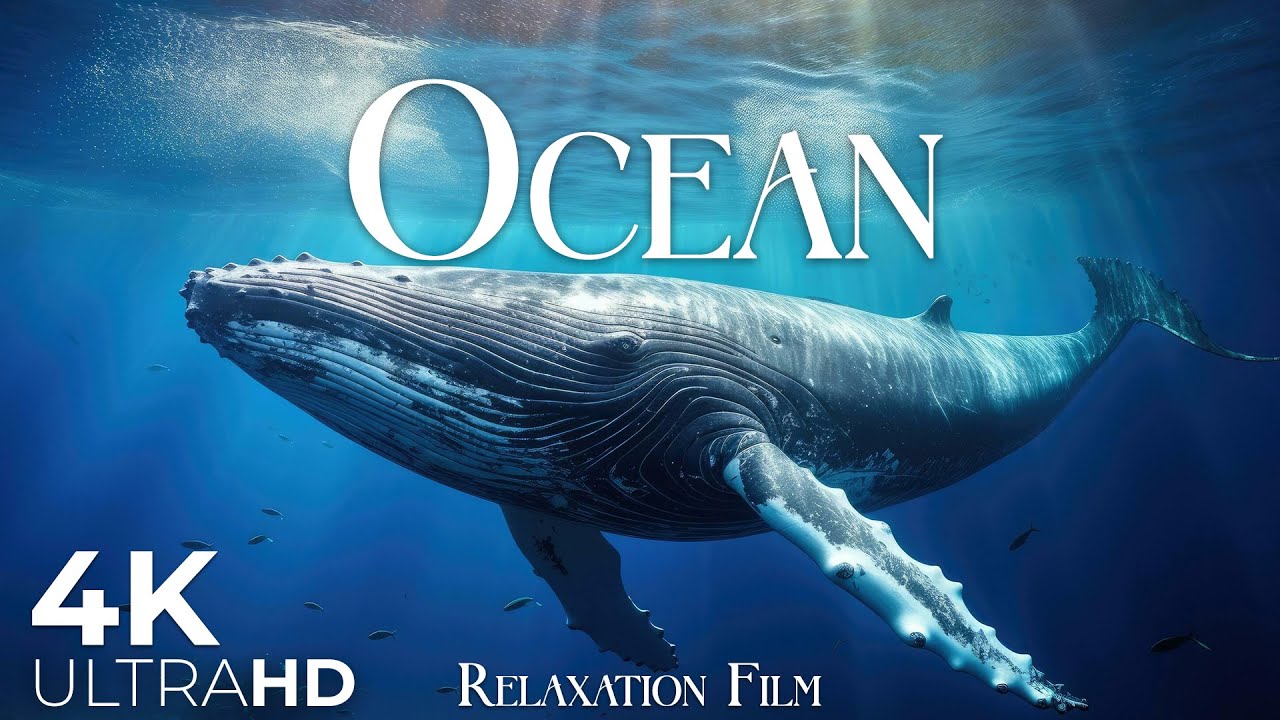 The Ocean Film Ultra HD  - Глубокое расслабление и природа под водой - Видео в формате Ultra HD