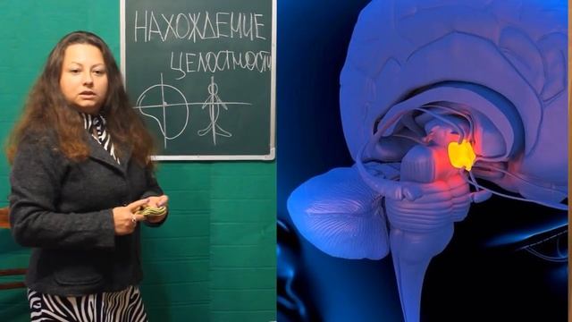 Шишковидная железа в процессе самоисцеления