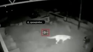 Волк и собака бой Алабай