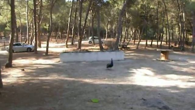 Дикие Павлины в смотреть онлайн