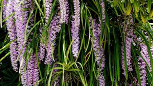 FOX-TAIL ORCHID    Rhynchostylis retusa (L.) Blume