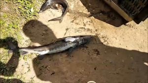 Как наловить столько осетра? Клёвое место, Лосиный остров