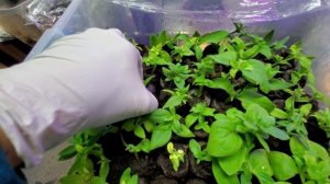 Петунии. Как укоренить черенки осенью и Как сохранить укоренённые черенки зимой.